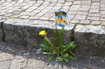  Sonntagsspziergang in Lauffen/N., 2. April 2017